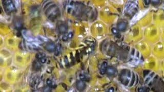 Bees knocking a wasp about and throwing it out of their beehive [upl. by Osanna]