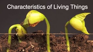 Characteristics of Living ThingsWhat makes something alive [upl. by Camfort]