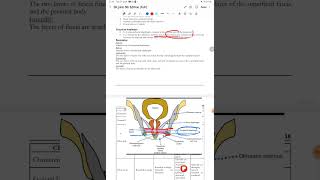 Pelvis amp Perineum Anatomy FCPS 1 JCAT [upl. by Nallek]