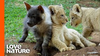 Cute Lion Cubs and Baby Hyenas Playing Together [upl. by Oiramat]