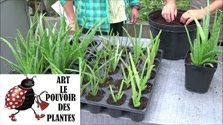 Conseils jardinage aloe vera arrosage et entretien Plante dintérieur [upl. by Soigroeg]