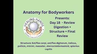 Day 18 of Online Anatomy for Bodyworkers Review Digestion Structure amp Review Final [upl. by Sherar]