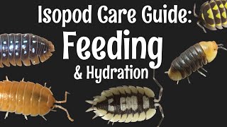 Isopod Care Guide Part 4 Feeding and Hydration [upl. by Dagny388]