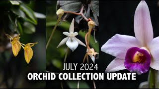 quotWhats In Bloomquot Orchid Collection Update  July 2024  My Miniature Orchids are in FULL BLOOM [upl. by Gifford]