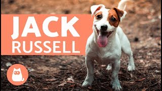 All About the Jack Russell Terrier [upl. by Ylellan76]