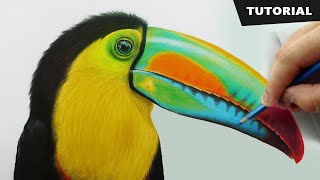 How to Draw Toucan Bird with pencil colors  Tutorial for BEGINNERS [upl. by Bunny]