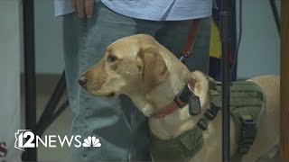 17 service dogs graduate from Soldiers Best Friend program [upl. by Aihgn]