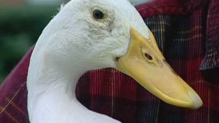 Absolutely quackers Meet the duck who goes shopping [upl. by Hawthorn152]