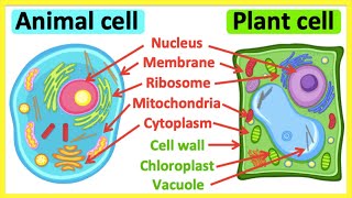 Animal cells vs plant cells  Whats the difference  Anatomy amp function [upl. by Lucy121]