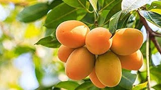 TOP 10 MOST POPULAR MANGO IN INDIA [upl. by Eimar434]