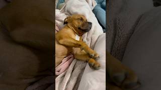 My Staffy Puppy Sleeps Through Chaos But Wakes for the Treat Bag Sound 🌪️🦴shorts [upl. by Disharoon]