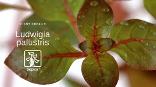 Ludwigia palustris [upl. by Yablon]