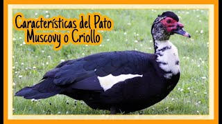 Caracteristicas del Pato Muscovy  criollo [upl. by Nichol]