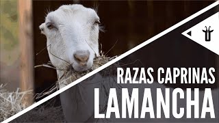 LaMancha  Razas caprinas [upl. by Sirad372]