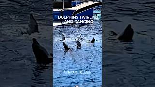 Dolphins Twirling and Dancing at SeaWorld San Diego shorts dolphins seaworld sandiego [upl. by Gimpel402]