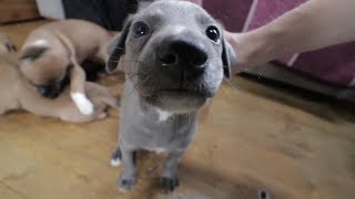 Getting our very first Whippet puppy [upl. by Karl666]