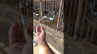 intramuscular injection 💉 animals cute calf  dairy farmingbuffalosaman youtubeshorts viral [upl. by Ellesij]