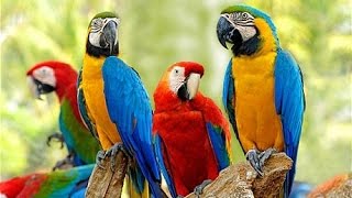 Macaw  Parrot cursing The Funniest Parrots ever [upl. by Oenire]