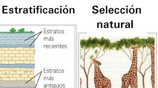 Estratificación y la selección natural  Ciencias Naturales [upl. by Adnale]