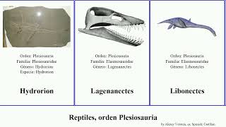 Reptiles orden Plesiosauria reptilia Libonectes Lagenanectes Avalonnectes Gallardosaurus Jams [upl. by Giarg]