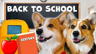 DOGS GO BACK TO SCHOOL  Hammy amp Olivia Compilation [upl. by Asyla]