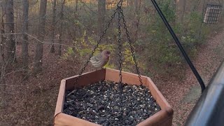 House Finch Snack Time [upl. by Airtemad]