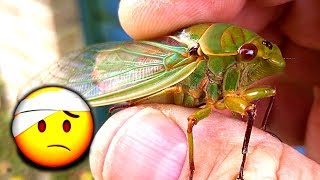 Cicada Rescue Mysterious Life Of Cicadas Warning VERY LOUD [upl. by Alial909]