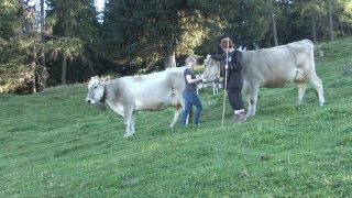 Arbeiten auf der Alm – Almhütten in Tirol Österreich 🐮 [upl. by Aksoyn]