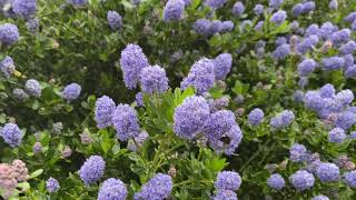 Ceanothus Victoria hedge in bloom [upl. by Eira]