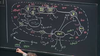 26 Oxidative PhosphorylationPhotosynthesis I [upl. by Ettenaej208]