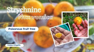 Strychnine nux vomica Poisoning  Kuchla tree in Manipur  Quaker buttons or Strychnos [upl. by Stelu]