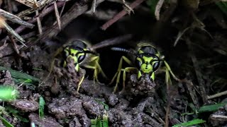 YELLOW JACKET VS WEED WACKER wasp ground nest [upl. by Akenna475]