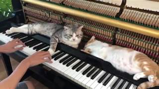 Piano woogie boogie massages for meow  Part 3 [upl. by Talia]