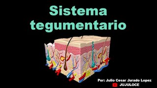 Sistema tegumentario [upl. by Nyrrad]