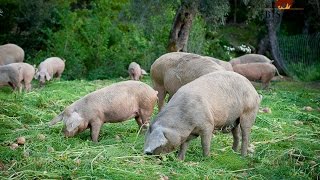 Porco Bísaro  Qualidade da Carcaça e da Carne [upl. by Houghton]