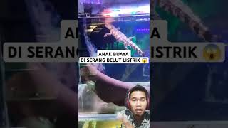 Belut listrik vs buaya [upl. by Hamrah]