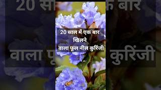 IUCN ki red list me neelkuranji flower neelgiri flowers shorts viralvideo [upl. by Aimee995]