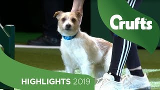 Crowd Favourite Olly The Rescue Dog Returns To The Crufts Stage  Crufts 2019 [upl. by Nuyh]