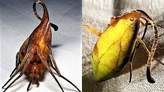 9 NEW Weird Spider Species [upl. by Esertap]