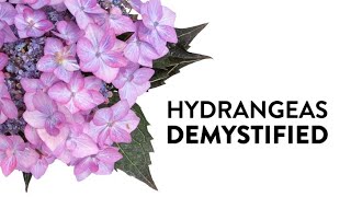 Hydrangeas Demystified  Everything You Need to Know About Hydrangeas [upl. by Donell]