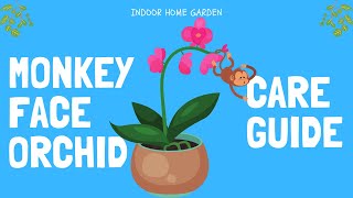 Monkey Face Orchids 60 Second Care Guide [upl. by Eniamrej]