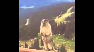 What groundhogs actually sound like [upl. by Onateyac391]