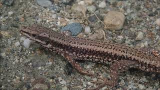 MuurhagedisCommon wall lizard Podarcis muralis MannetjeMale [upl. by Oznerol827]