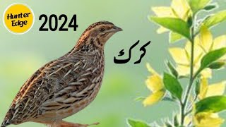 Female quail soundMada bater ke awazkirikquail sound for huntingБедана сайраши2024 [upl. by Conners]