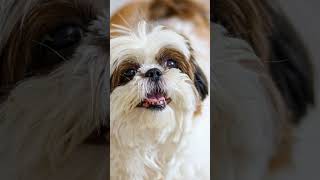 Amazing Shih Tzu Dogs Facts You Didnt Know dogs pets [upl. by Dupuy]