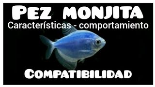 Pez Monjita características y compatibilidad [upl. by Gerstner260]