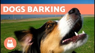 The Best Barking Dogs Compilation [upl. by Janeczka]