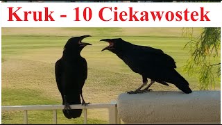 Kruk  10 ciekawostek [upl. by Eleon]