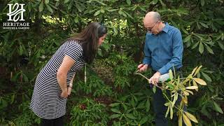 Rhododendron Pruning [upl. by Jezabel]