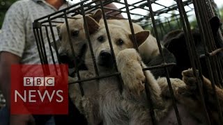 Chinas dog meat festival  BBC News [upl. by Sarita325]